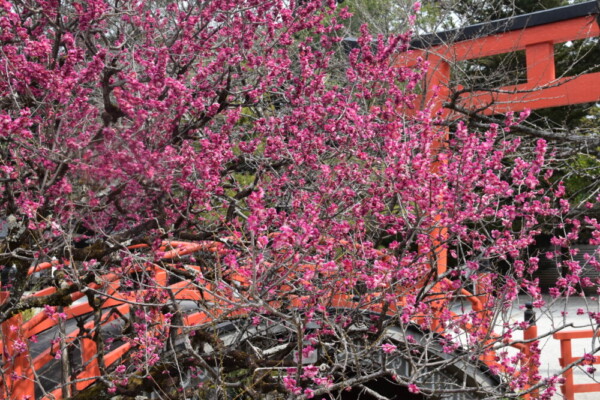 下鴨神社・御手洗川と「光琳の梅」　見頃　2022年3月13日　撮影：MKタクシー