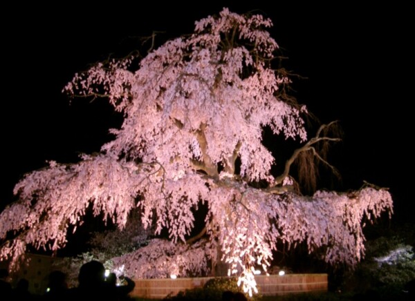 円山公園・祇園枝垂桜のライトアップ　2005年4月8日　撮影：MKタクシー
