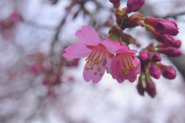 長徳寺のおかめ桜　ちらほら　2022年3月13日　撮影：MKタクシー