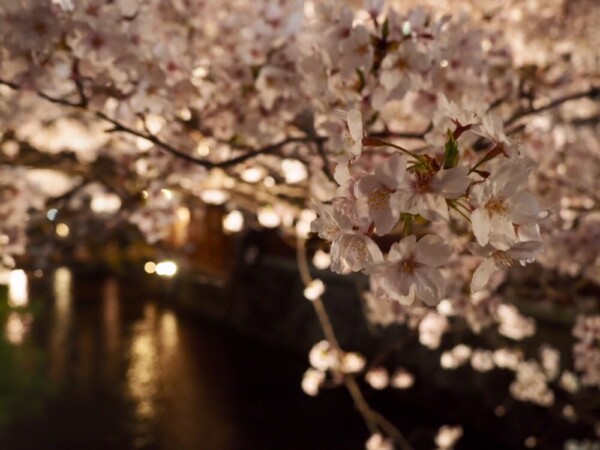 祇園白川の桜ライトアップ　2019年4月7日　撮影：MKタクシー