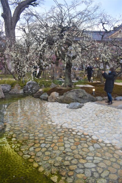 北野天満宮・花の庭として再整備された梅苑　見頃　2022年3月5日　撮影：MKタクシー
