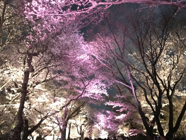 二条城の桜ライトアップ　2017年4月9日　撮影：MKタクシー