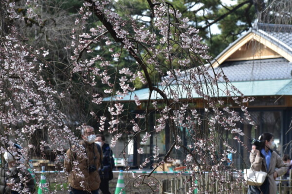 京都御苑・近衛邸跡の糸桜と休憩所　五分咲き　2022年3月24日　撮影：MKタクシー