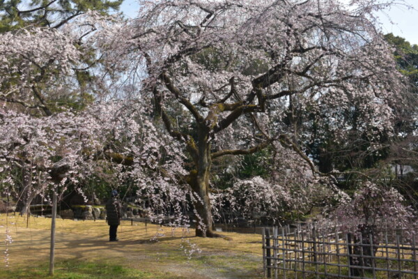 京都御苑・近衛池と糸桜　五分咲き　2022年3月24日　撮影：MKタクシー
