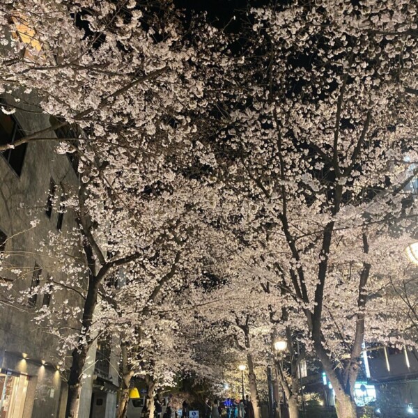 祇園白川の桜ライトアップ　2022年3月28日　撮影：MKタクシー