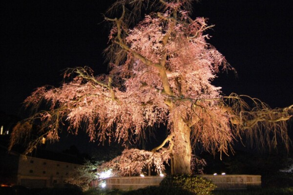 円山公園・祇園枝垂桜のライトアップ　2008年3月29日　撮影：MKタクシー