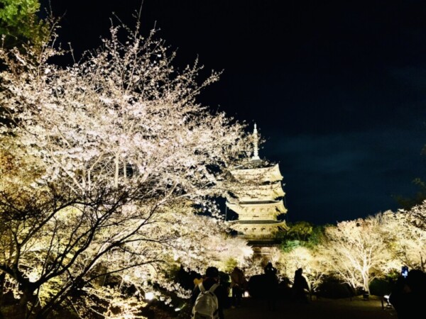 東寺の桜ライトアップ　2021年3月24日　撮影：MKタクシー