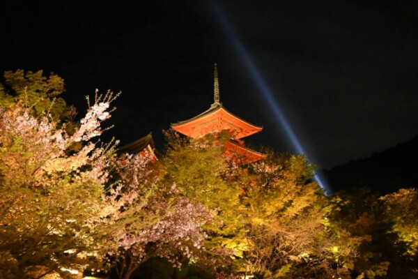 清水寺・三重塔と桜ライトアップ　2021年4月3日　撮影：MKタクシー