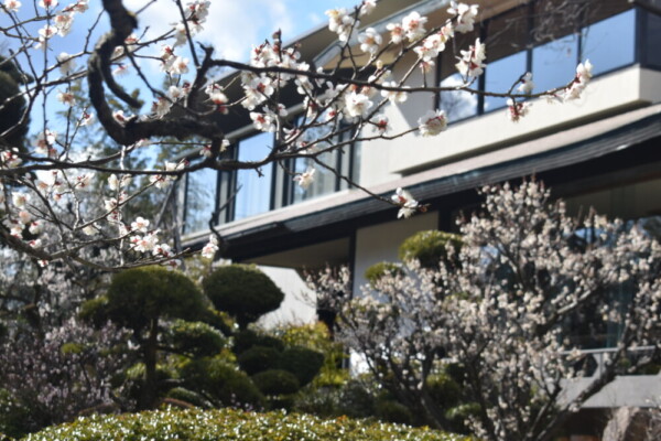松花堂庭園・美術館別館と白梅　見頃　2022年3月6日　撮影：MKタクシー