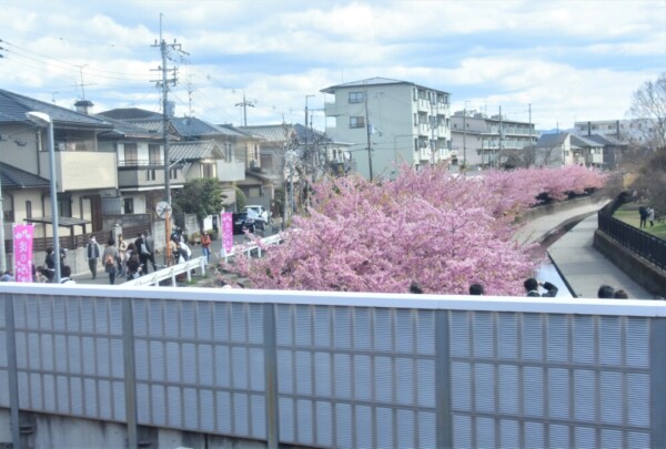 京阪特急の上り列車の2階車窓から見た淀水路の河津桜　見頃　2022年3月21日　撮影：MKタクシー