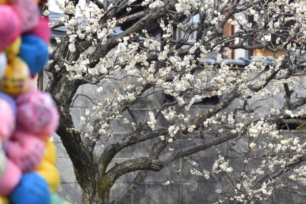 八坂庚申堂の白梅とくくり猿　2022年3月9日　撮影：MKタクシー