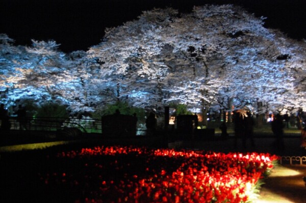 京都府立植物園の桜ライトアップ　2008年4月6日　撮影：MKタクシー