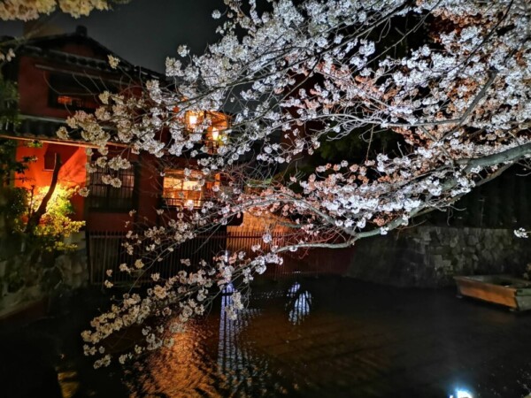 高瀬川・一之舟入の桜ライトアップ　2021年3月29日　撮影：MKタクシー