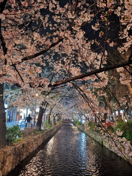 高瀬川・木屋町六角付近の桜ライトアップ　2021年3月29日　撮影：MKタクシー