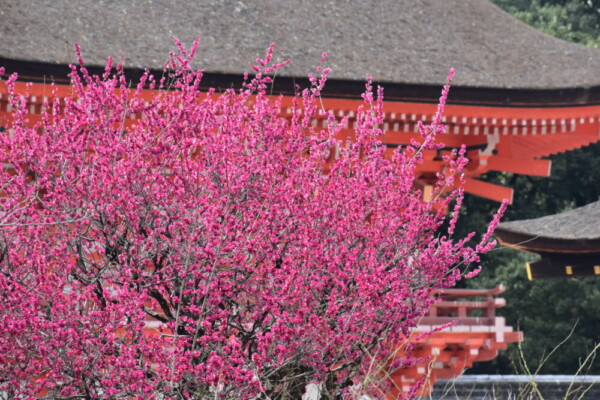 下鴨神社・楼門と「光琳の梅」　見頃　2022年3月13日　撮影：MKタクシー