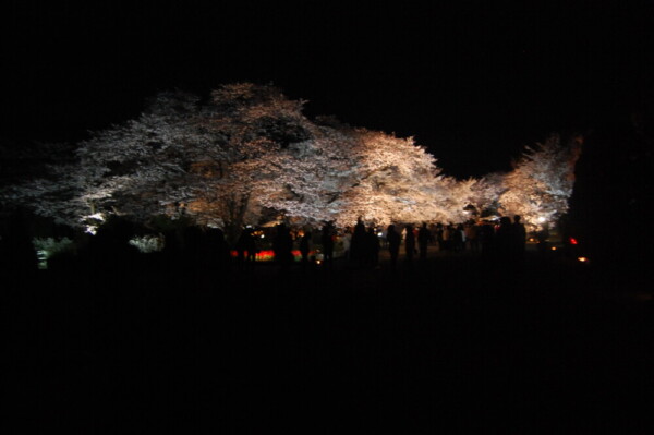 京都府立植物園の桜ライトアップ　2009年4月5日　撮影：MKタクシー