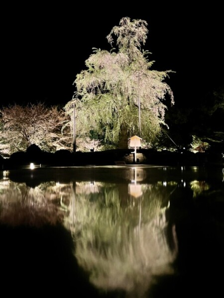東寺・瓢箪池と不二桜のライトアップ　2021年4月7日　撮影：MKタクシー