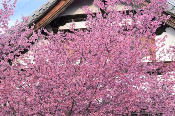 長徳寺のおかめ桜　見頃　2022年3月21日　撮影：MKタクシー