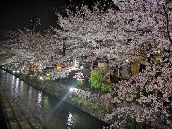 高瀬川・四条木屋町付近の桜ライトアップ　2021年3月29日　撮影：MKタクシー