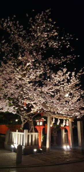祇園白川・辰巳神社と桜ライトアップ　2019年4月7日　撮影：MKタクシー