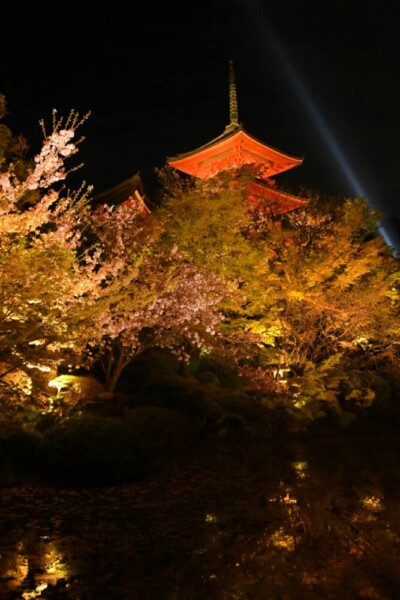 清水寺の桜ライトアップ　2021年4月3日　撮影：MKタクシー