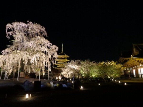 東寺・五重塔と不二桜のライトアップ　2015年4月8日　撮影：MKタクシー
