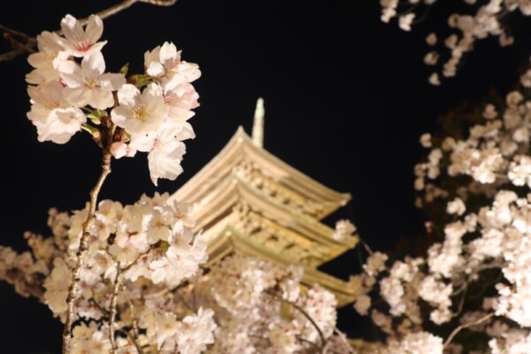 東寺・五重塔と桜のライトアップ　2019年4月6日　撮影：MKタクシー