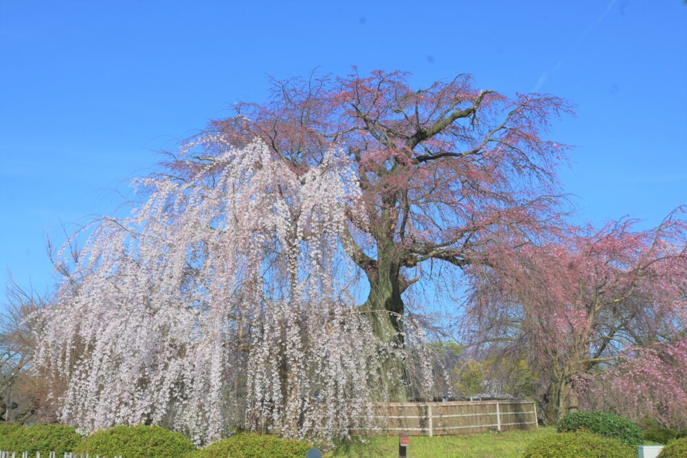 円山公園の祇園枝垂桜　咲きはじめ　2023年3月20日　撮影：MKタクシー