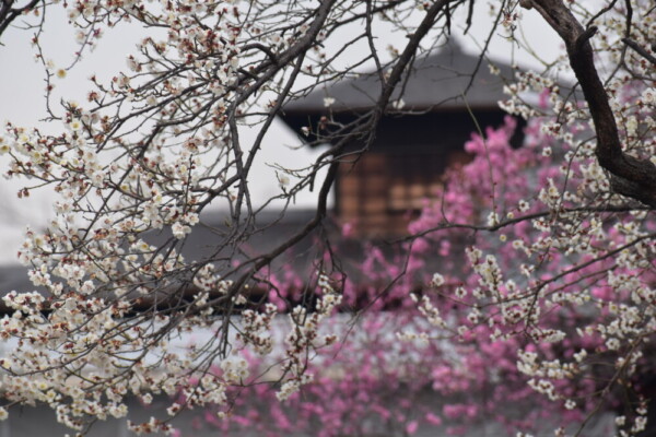 興正寺・三門前の梅と飛雲閣　2022年3月9日　撮影：MKタクシー