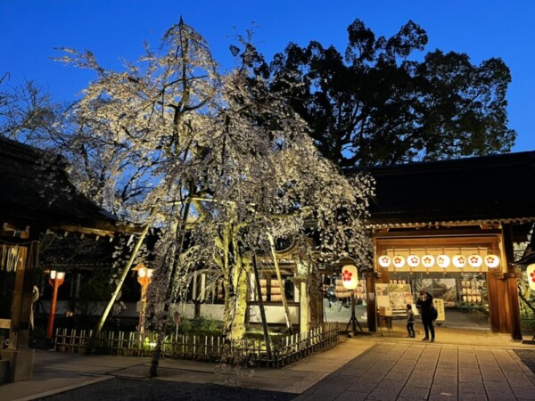 平野神社の夜桜　2021年3月26日　撮影：MKタクシー