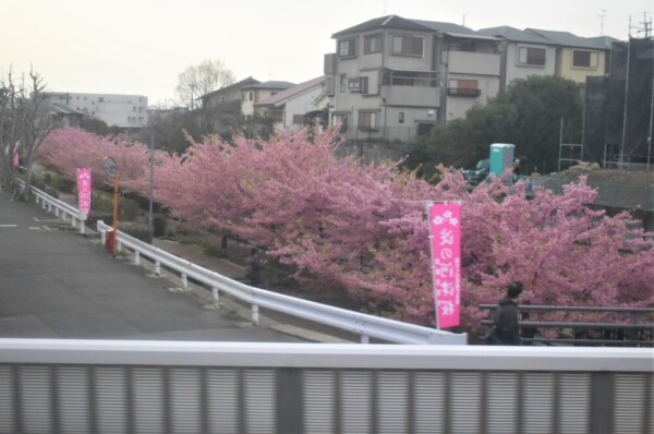 京阪特急の下り列車の2階車窓から見た淀水路の河津桜　見頃　2022年3月21日　撮影：MKタクシー