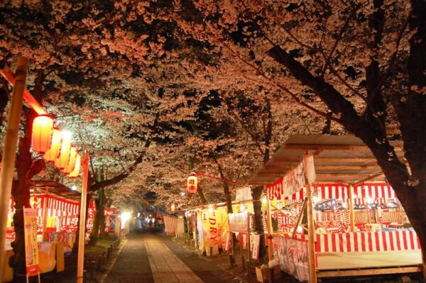 平野神社の桜茶屋と夜桜　2008年4月1日　撮影：MKタクシー