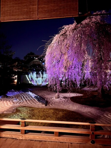 高台寺の桜ライトアップ　2021年3月23日　撮影：MKタクシー