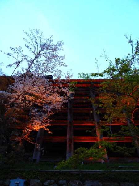 清水寺の桜ライトアップ　2021年3月27日　撮影：MKタクシー
