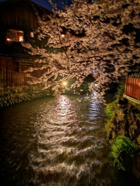 祇園白川の桜ライトアップ　2021年3月29日　撮影：MKタクシー