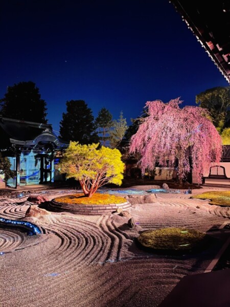 高台寺の桜ライトアップ　2021年3月23日　撮影：MKタクシー