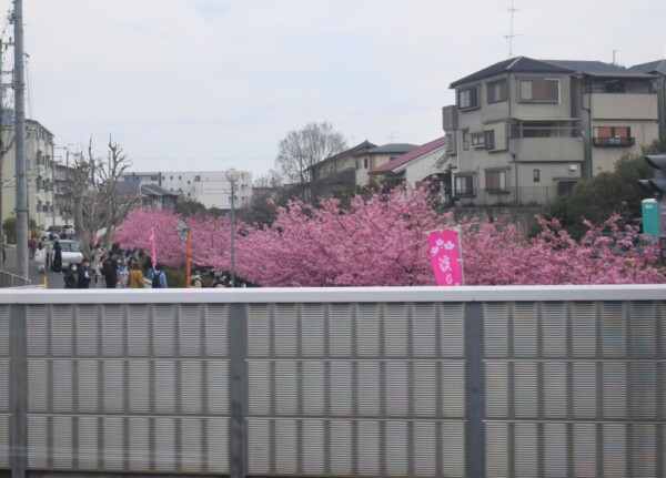 京阪の上り列車内から見た淀水路の河津桜　見頃　2022年3月13日　撮影：MKタクシー