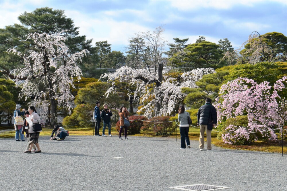 京都御所の枝垂桜　見頃　2020年3月29日　撮影：MKタクシー