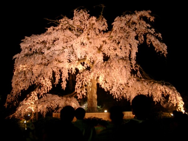 円山公園・祇園枝垂桜のライトアップ　2005年4月8日　撮影：MKタクシー