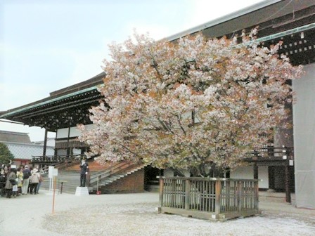京都御所・紫宸殿前の左近の桜　散りはじめ　2007年4月8日　撮影：MKタクシー
