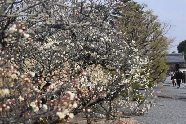 天龍寺・前庭の白梅　五分咲き　2022年3月5日　撮影：MKタクシー
