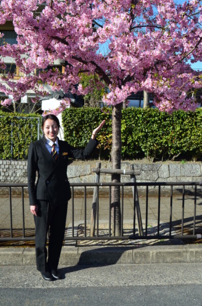 知恩院前の河津桜と山上聖未社員　見頃　2022年3月15日　撮影：MKタクシー