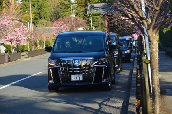 知恩院前の河津桜とGRAND HIRE KYOTO PROJECT車両　見頃　2022年3月15日　撮影：MKタクシー