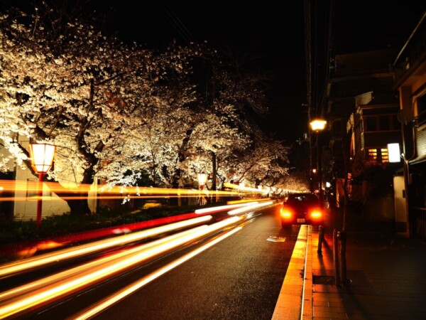 高瀬川・木屋町仏光寺付近の桜ライトアップ　2021年3月27日　撮影：MKタクシー