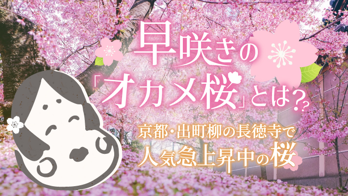 早咲きの「おかめ桜」とは？京都・出町柳の長徳寺で人気急上昇中の桜