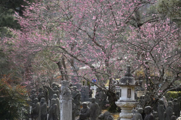 嵐山羅漢の紅梅　三分咲き　2022年3月5日　撮影：MKタクシー