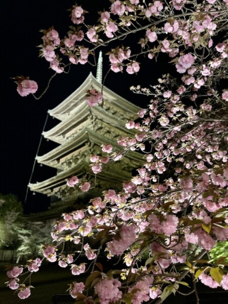 東寺・五重塔と八重桜のライトアップ　2021年4月7日　撮影：MKタクシー
