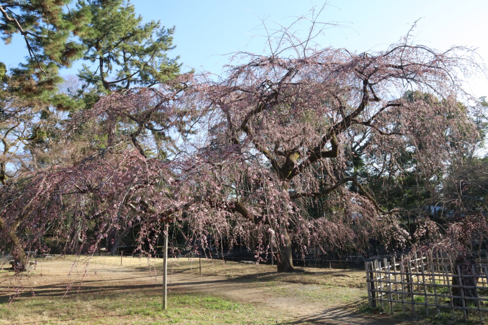 京都御苑・近衛邸跡の糸桜（枝垂桜）　咲きはじめ　2023年3月15日　撮影：MKタクシー