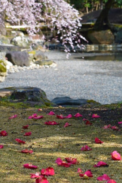 京都御苑・近衛池と糸桜　五分咲き　2022年3月24日　撮影：MKタクシー