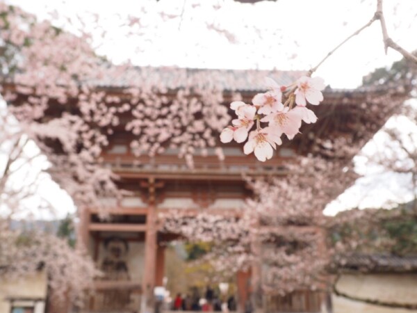 醍醐寺の桜　2019年4月15日　撮影：MKタクシー
